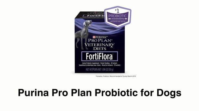 Best Dog Probiotics For Gut Health (That Actually Work) смотреть онлайн