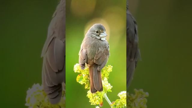 silent photo sooting смотреть онлайн