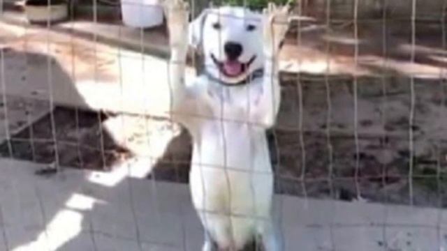 Одиноко сидя в вольере, пёс вскакивал при виде людей и «улыбался». Он очень ждал, что его полюбят смотреть онлайн