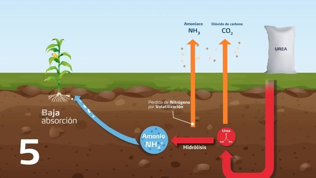 Ciclo del Nitrógeno - Nitratos vs Urea смотреть онлайн