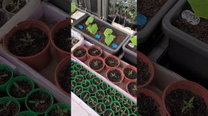 Первая Обработка. Квадрис + Теппеки. Профилактика.