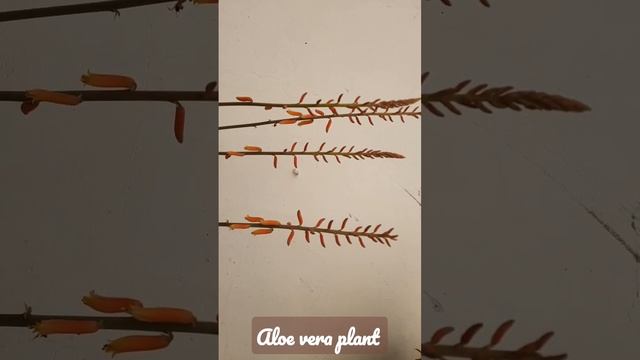 Aloe vera plant@ monocot # morohology смотреть онлайн