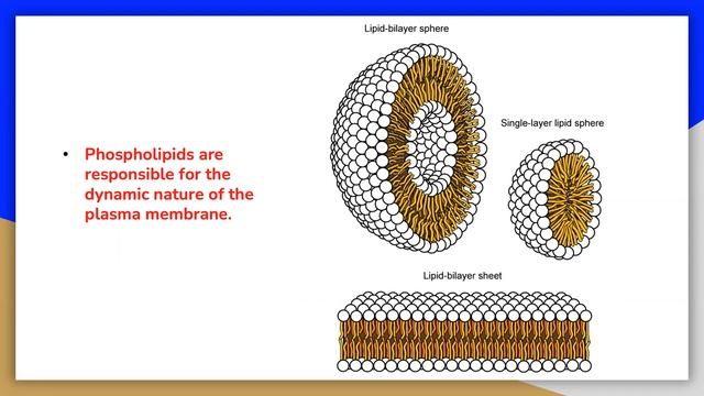 Lipids 2: Phospholipids and Waxes смотреть онлайн