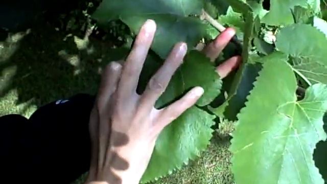Edible wild plants: Mulberry Tree -Morus (Wilderness survival skills and courses) смотреть онлайн