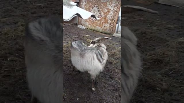 Серьёзный разговор с Альбертом. смотреть онлайн