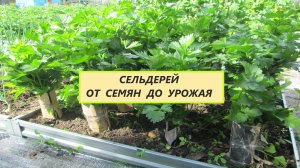 Черешковый сельдерей от семян до сбора урожая. Отбеливание сельдерея #34