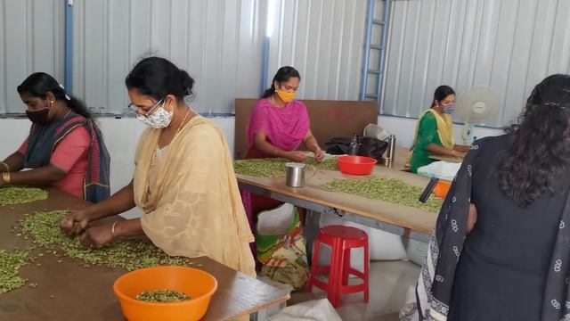Cleaning cardamom after color grading/S V Traders Private Limited/All India bulk suppliers of Spice смотреть онлайн