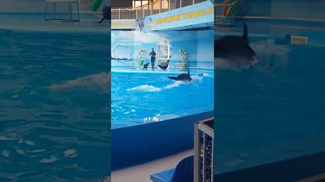 Дельфинарий Алматы смотреть онлайн