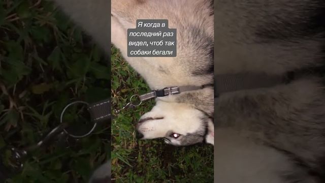 Сообщение для уважаемых подписчиков | Хаски Гром и Кошка Овсянка смотреть онлайн