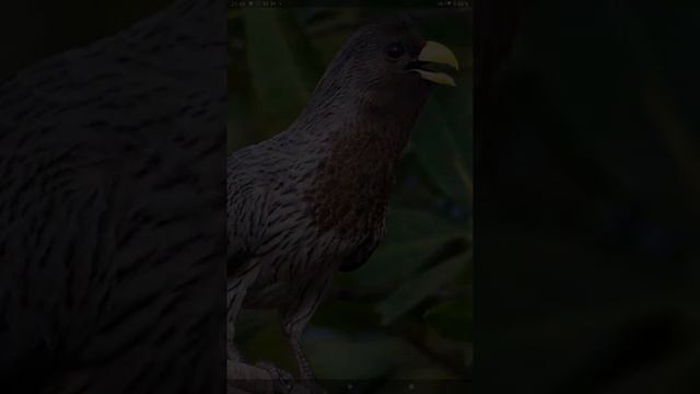 Бананоед ТУРАКО - отряд кукушек смотреть онлайн