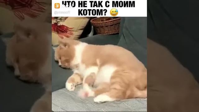 Смешное видео про кота(но это не точно)#кот во сне!)) смотреть онлайн