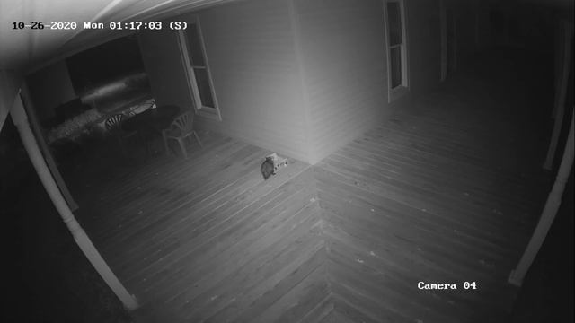 Opossum 💕 came back 3 times and ate for 40 minutes! смотреть онлайн