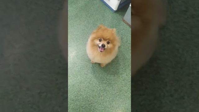 Груминг шпица (видео после стрижки) смотреть онлайн