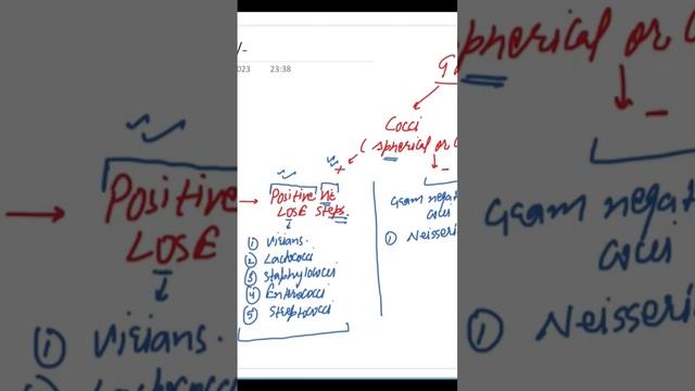 Gram positive Cocci Bacteria🔬 смотреть онлайн