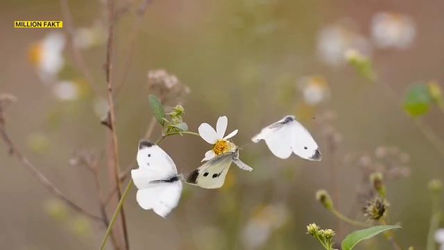 Yashayvering yaxshilar | Яшайверинг яхшилар смотреть онлайн