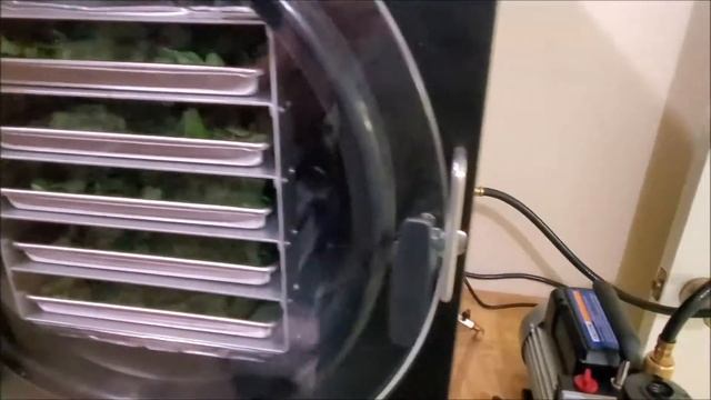Freeze Drying Oregano/Herbs смотреть онлайн