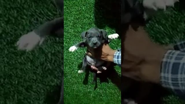Blue eyes blue color Americans bully puppy available for sale cash on delivery смотреть онлайн