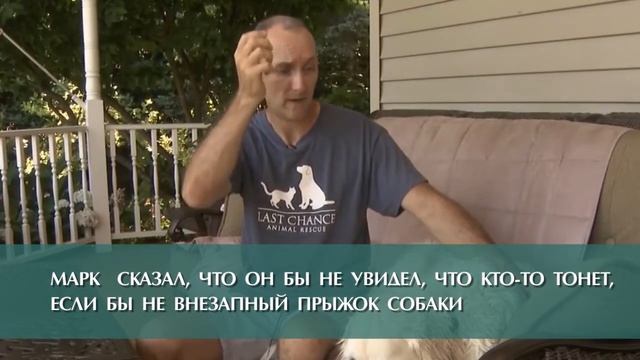 Собака спасла олененка смотреть онлайн