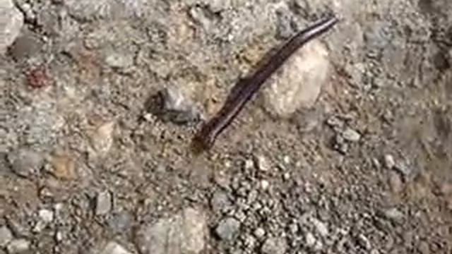 Червяк смотреть онлайн