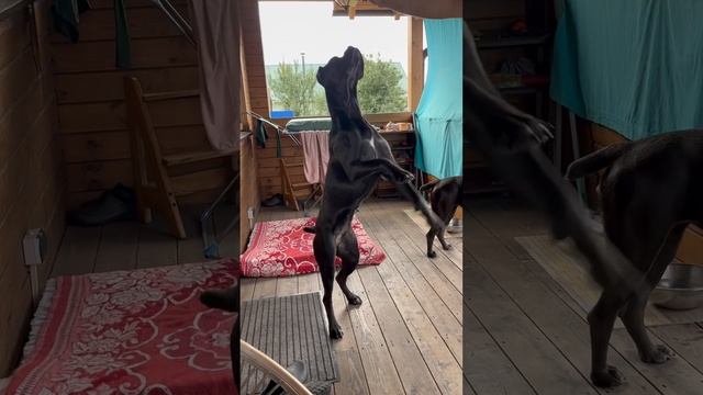 На арене Тайра #canecorso #dog #канекорсоитальяно #шарпей #канекорсо #собака смотреть онлайн