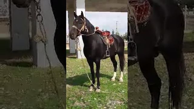 Аватари смотреть онлайн