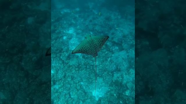 Discover the underwater paradise of the South Ari Atoll at Constance Moofushi in the Maldives #shor смотреть онлайн