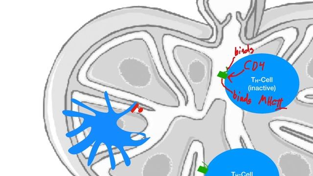 Helper T-Cells смотреть онлайн