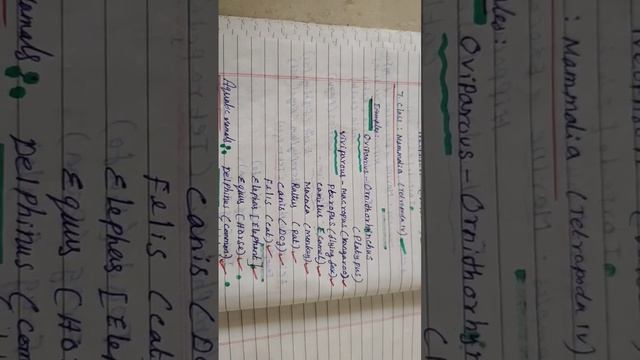 ANIMAL KINGDOM EXAMPLES AVES смотреть онлайн