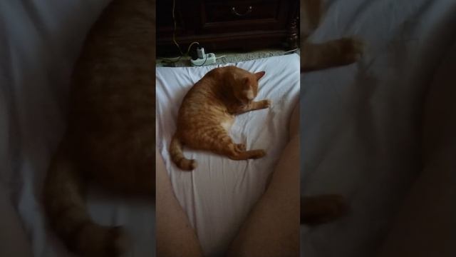 Мой кот Leo очень чистоплотный и очень часто умывается. Часть 2. смотреть онлайн