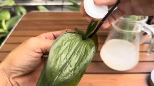 Chỉ đổ 1 lần! Đột nhiên  phong lan hồi sinh rễ gấp nhiều lần bình thường