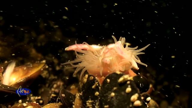 Spawning Of Nereis Polychaete