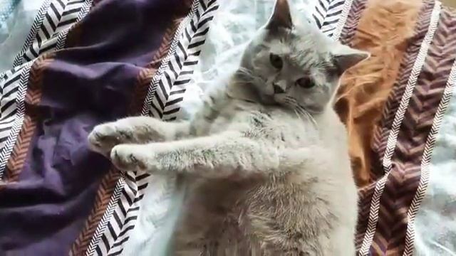 Моя кошка Юси видео-фото Юси смотреть онлайн