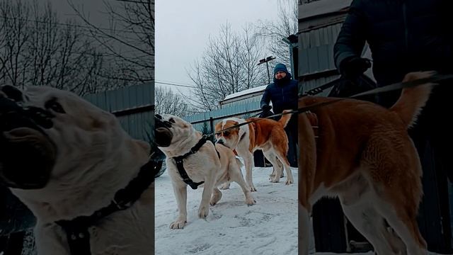 У Алабая самый сильный укус, проверил на себе. Гайка. смотреть онлайн
