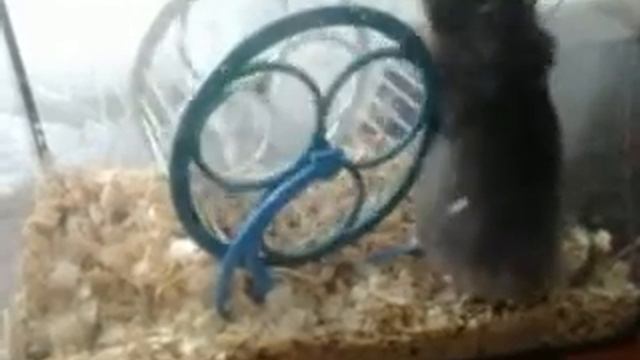 хомяк-моряк смотреть онлайн