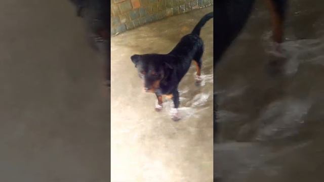 Are rottweilers really dangerous dogs.|Song-wolves(mashup)||artist-Aygnesh, Selena Gomez, Marshmell смотреть онлайн