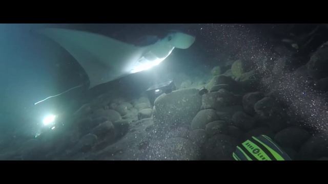 Hawaiian Manta Ray Dive смотреть онлайн