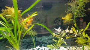 Аквариум. Брачные игры золотых рыб в аквариуме.