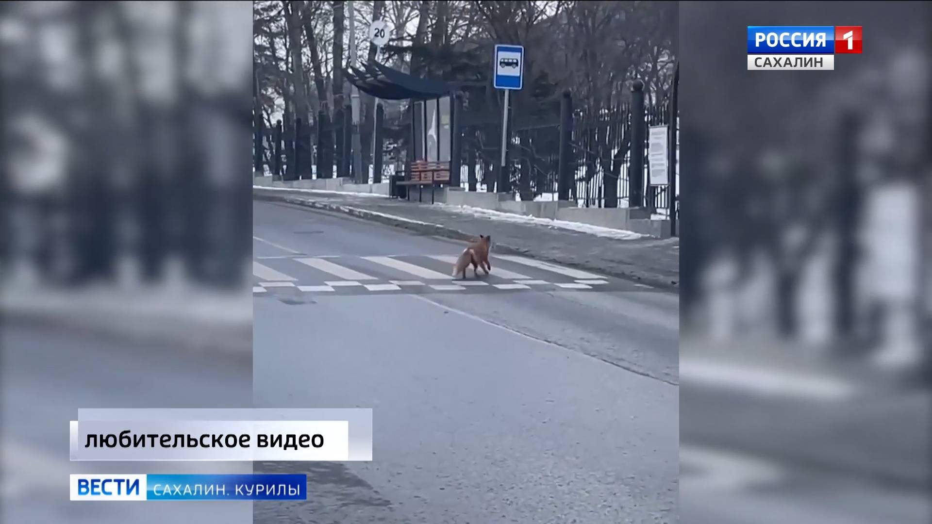 "Вести. Сахалин. Курилы". 11 декабря 2024 года смотреть онлайн