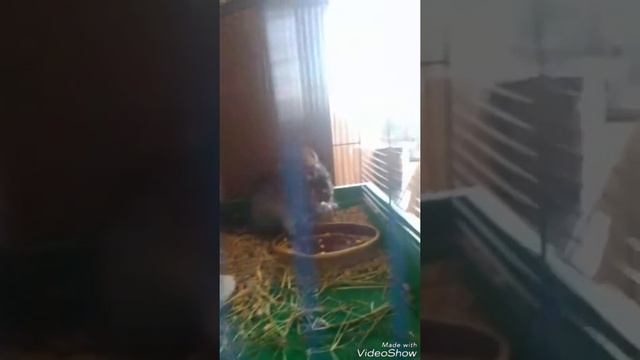 Шиншилла ,морская свинка и песчанка дарят подарки смотреть онлайн