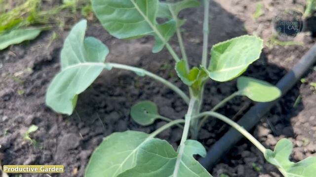 A couple of drops and there are no pests on the cabbage! смотреть онлайн