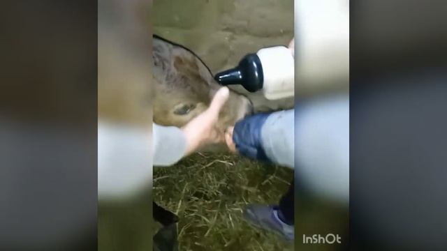 Бұзауларымызды Кормилак деген құрғақ сүтке үйреттік.