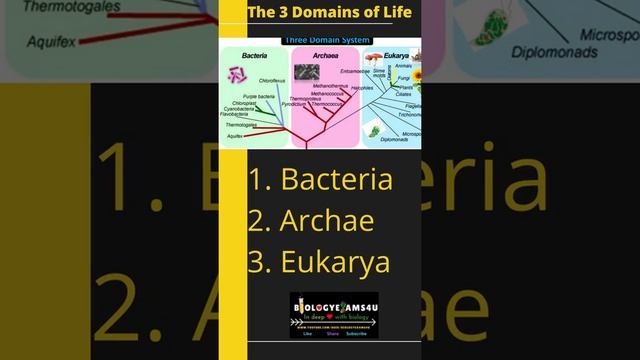 Which are the Three Domains of Life? #shorts|| biologyexams4u смотреть онлайн