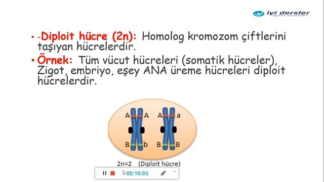 MİTOZ BÖLÜNME смотреть онлайн