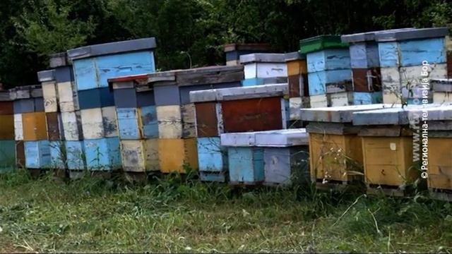 Dnevnik 19h, 27. mart 2024. (RTV Bor) смотреть онлайн