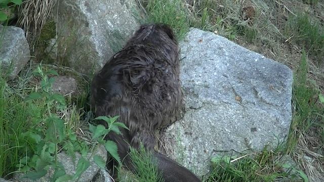 Biber und das Abendmahl / Бобр и причастие 03.06.2021 UHD смотреть онлайн