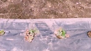 Раскрываем клубнику после зимы/Зимовка клубники