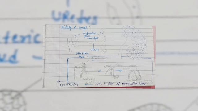 Genetic Specificity Of Induction ...
