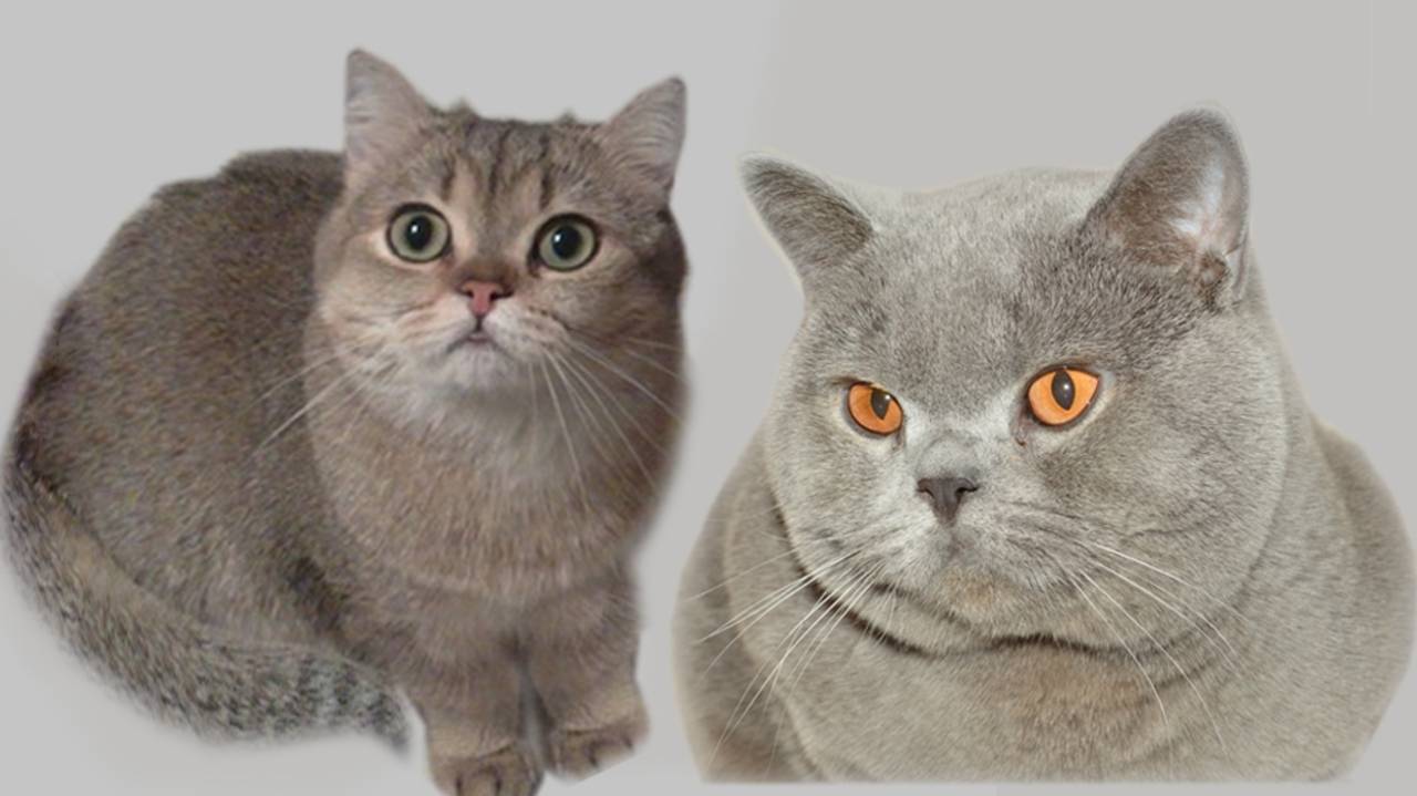 Кошачьи будни смотреть онлайн