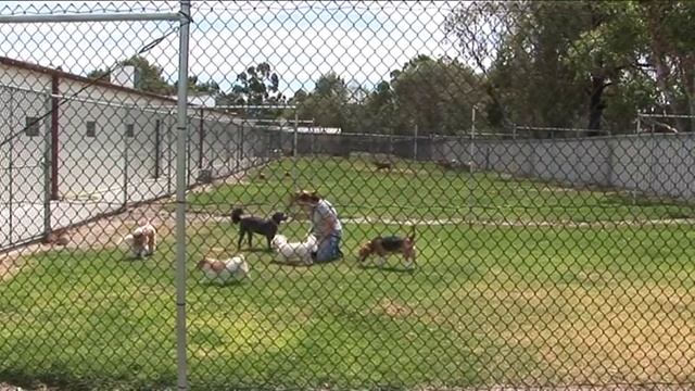 Dog Kennels Perth - West Coast Pet Care Centre смотреть онлайн