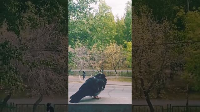 Одинокий голубь смотреть онлайн